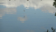 25th Aug 2022 - coupled dragonflies