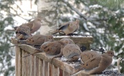 7th Dec 2017 - Mourning Doves