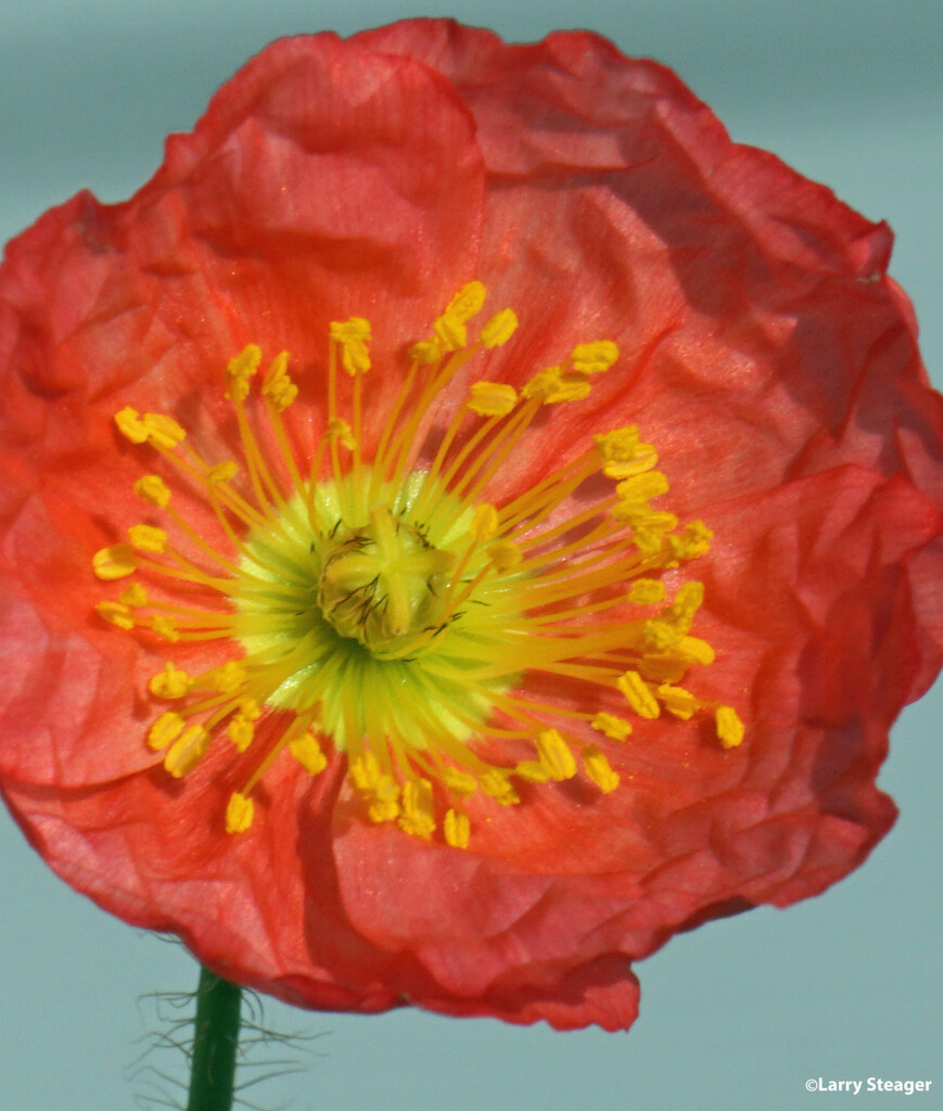 Poppy up close by larrysphotos