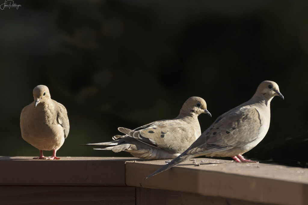 Doves Sitting On the Railing by jgpittenger