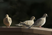 25th Aug 2022 - Doves Sitting On the Railing
