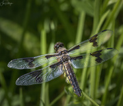 26th Aug 2022 - Eight Spotted Skimmer