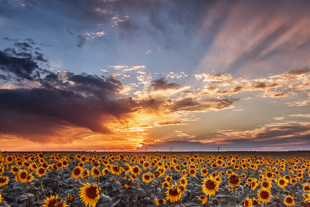 sunflower field by aecasey