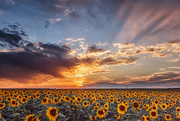 24th Aug 2022 - sunflower field