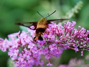 25th Aug 2022 - Hummingbird Clearwing Moth 2