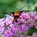 Hummingbird Clearwing Moth 2 by ljmanning