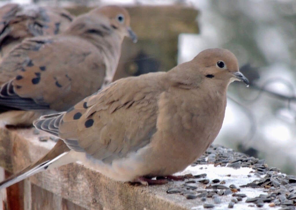 Mourning Doves by sunnygreenwood