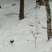 Wild Turkeys by sunnygreenwood