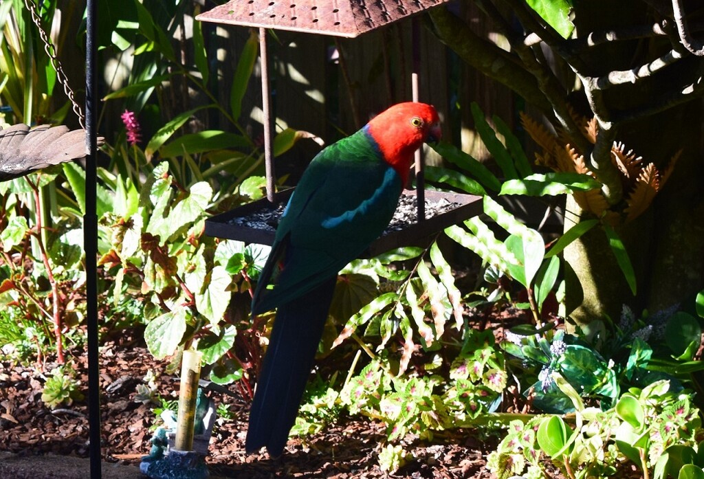 King Parrot ~  by happysnaps
