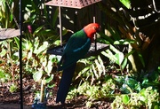 26th Aug 2022 - King Parrot ~ 
