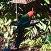 King Parrot ~  by happysnaps