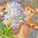 Tiny Purple Flower  by jo38