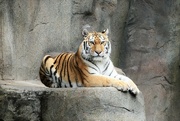 23rd Aug 2022 - Tiger Portrait 1