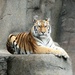 Tiger Portrait 1 by randy23
