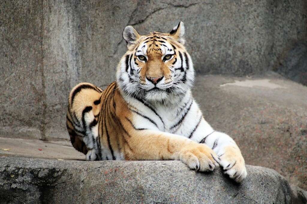 Tiger Portrait 2 by randy23
