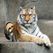 Tiger Portrait 2 by randy23