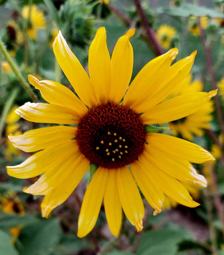 Sunflower by harbie