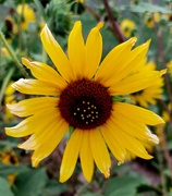 21st Aug 2022 - Sunflower