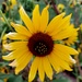 Sunflower by harbie
