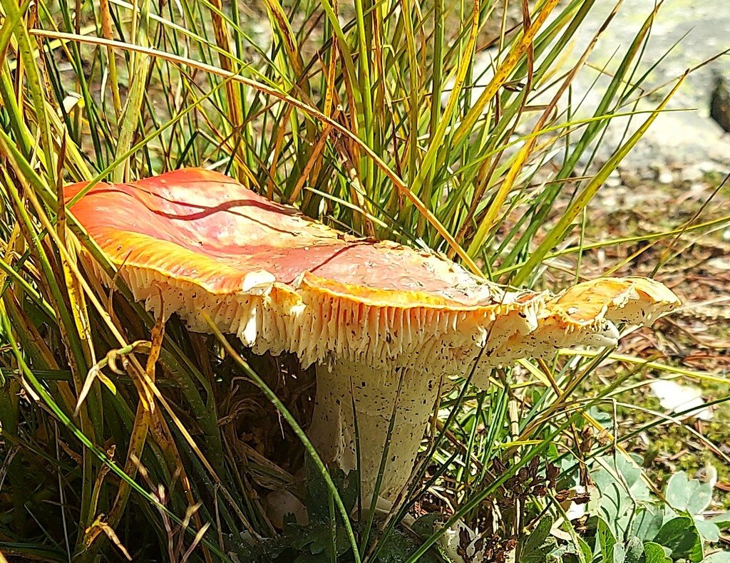 Mushroom  by harbie