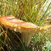 Mushroom  by harbie