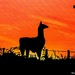 Sunrise and silhouettte painting by stuart46