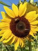 25th Aug 2022 - Bees on Sunflower 