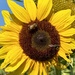 Bees on Sunflower  by clay88