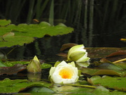 20th Aug 2022 - Waterlilies