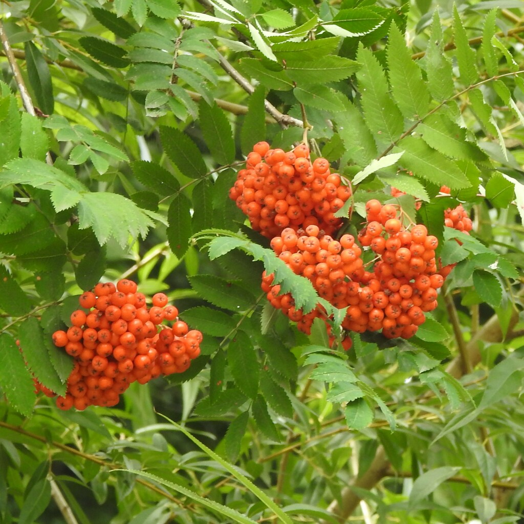Rowan Berries by oldjosh