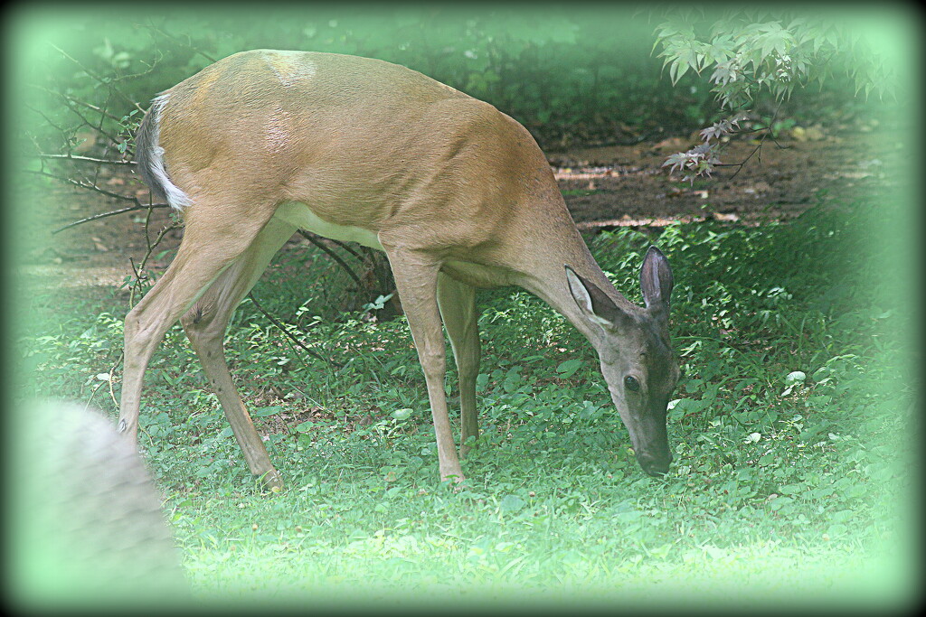 Deer in my yard by vernabeth