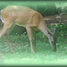 Deer in my yard