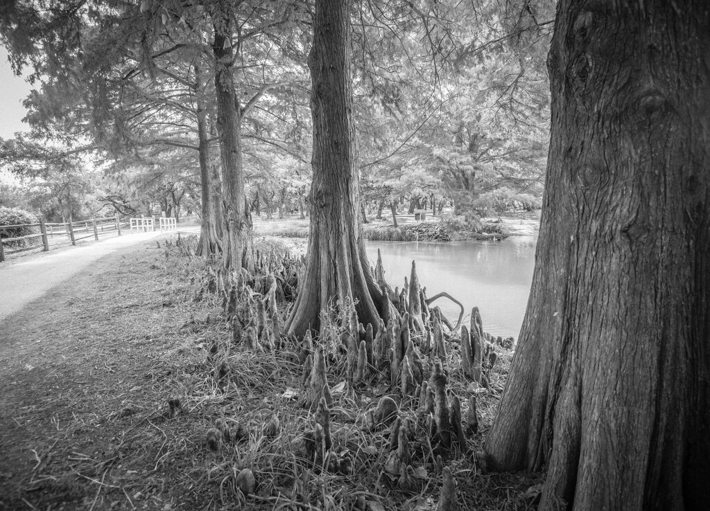 Cypress Knees  by dkellogg