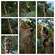 26th Aug 2022 - Treefeller collage