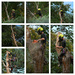 Treefeller collage by ziggy77