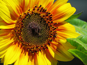 26th Aug 2022 - Sunflower