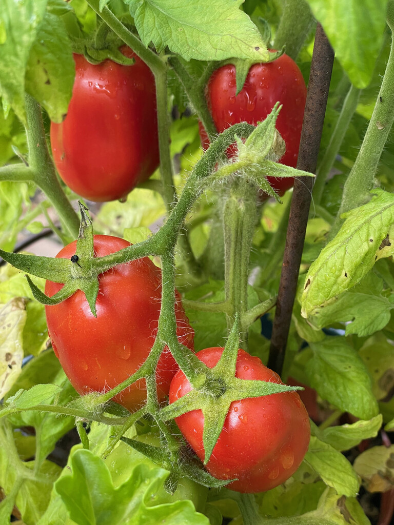 Italian Plum Tomatoes by 365projectmaxine
