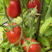 Italian Plum Tomatoes by 365projectmaxine
