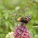 Red Admiral on Buddleia by susiemc