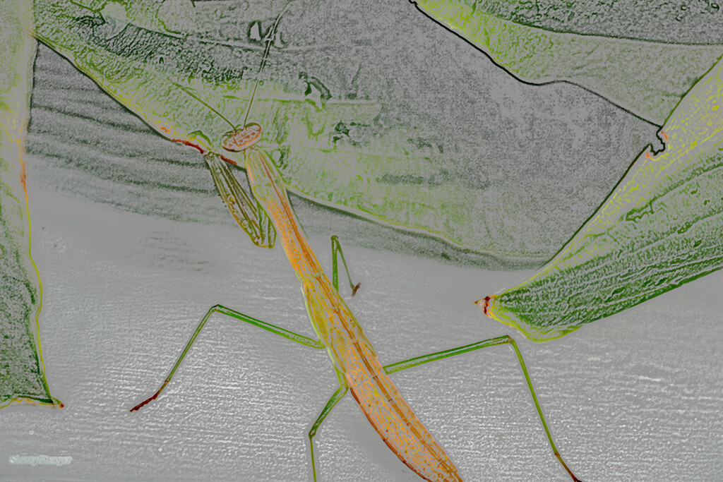 Praying Mantis colored pencil by larrysphotos