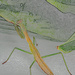 Praying Mantis colored pencil by larrysphotos