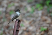 15th Aug 2022 - Day 227: Eastern Phoebe - Male 
