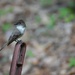 Day 227: Eastern Phoebe - Male  by jeanniec57