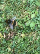25th Aug 2022 - Bee