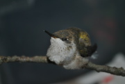 20th Aug 2022 - Day 232: Baby Hummingbird
