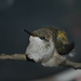 Day 232: Baby Hummingbird