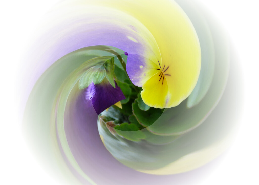 Abstract-26-Pansy by beryl
