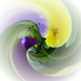 Abstract-26-Pansy