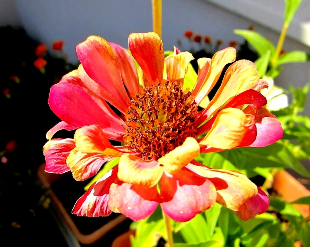 Cvijet na taraci by vesna0210