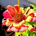 Cvijet na taraci by vesna0210